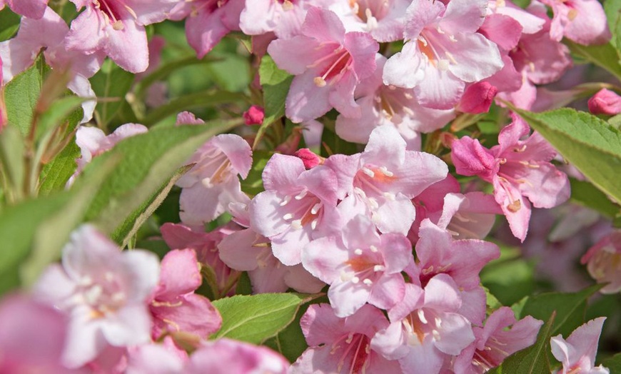 Image 18:  Mixed Hardy Shrub Collection - 8, 16 or 24 Plants