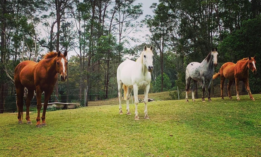 Image 2: Horse Trail Ride Experience