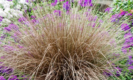 3 o 6 piante di Carex Bronco