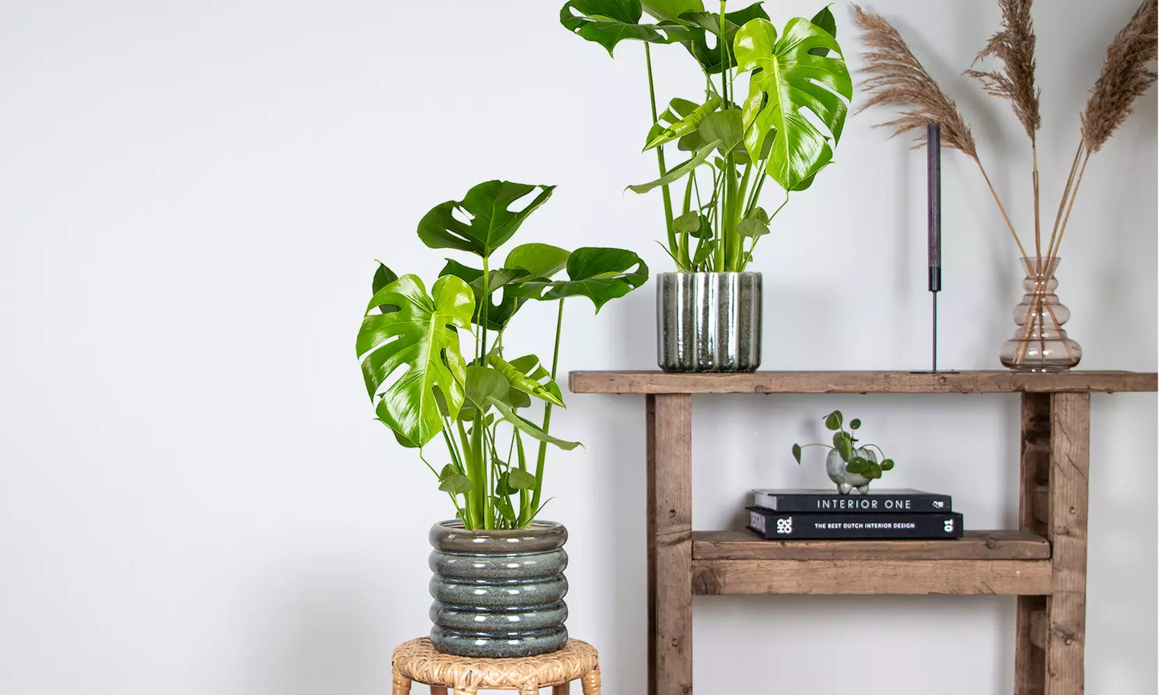 1 o 2 piante Monstera Deliciosa