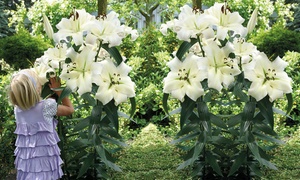 5, 10 or 20 Giant Lily Pretty Woman Bulbs