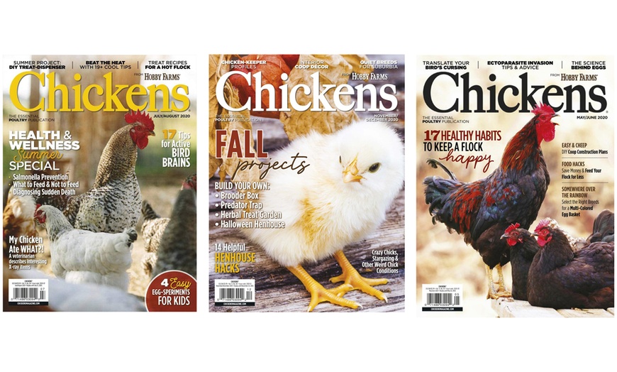 Chickens Magazine Subscription - Chickens Magazine | Groupon