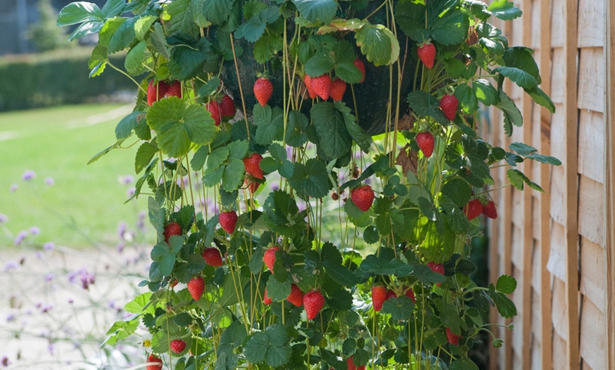 Image 1: 6 or 12 Strawberry 'Mount Everest' Plants