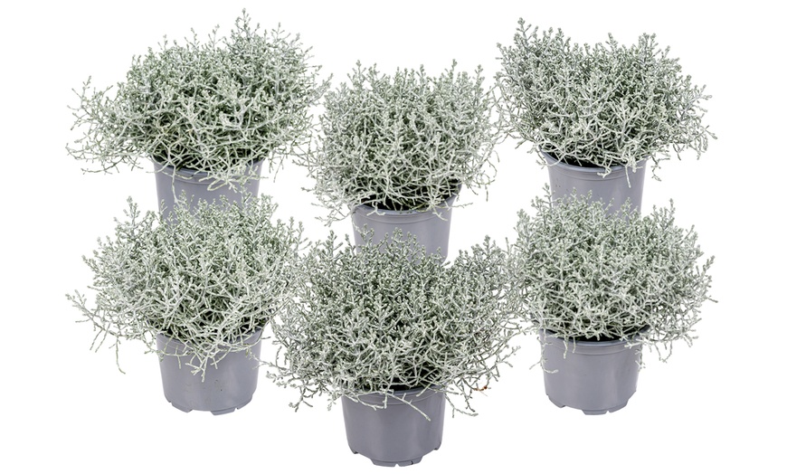 Image 5: Set of Six Silver Shrub Plants