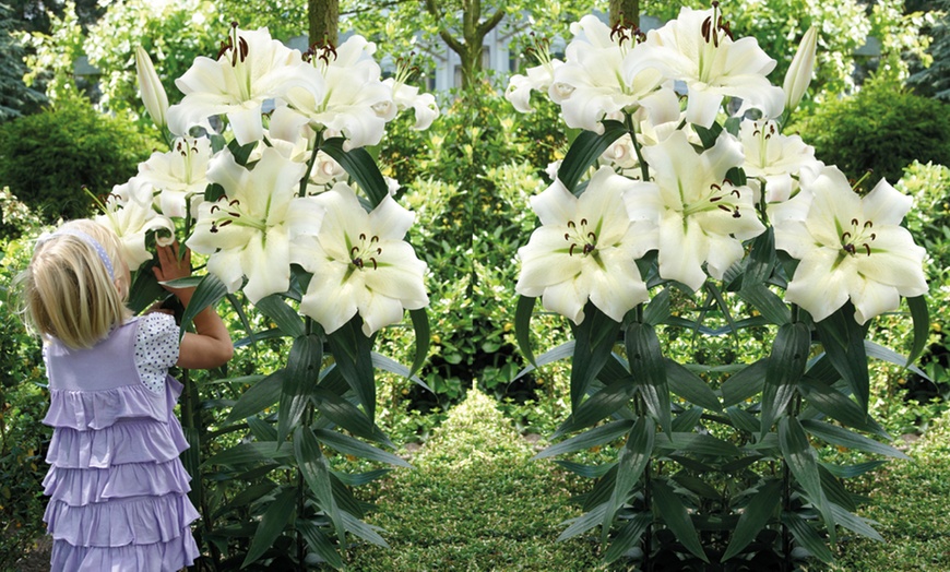 Image 1: Lily 'Giant Flowered Collection'