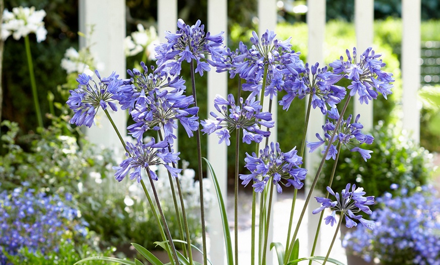 Image 1: One or Two Agapanthus "Ever Sapphire" Plants