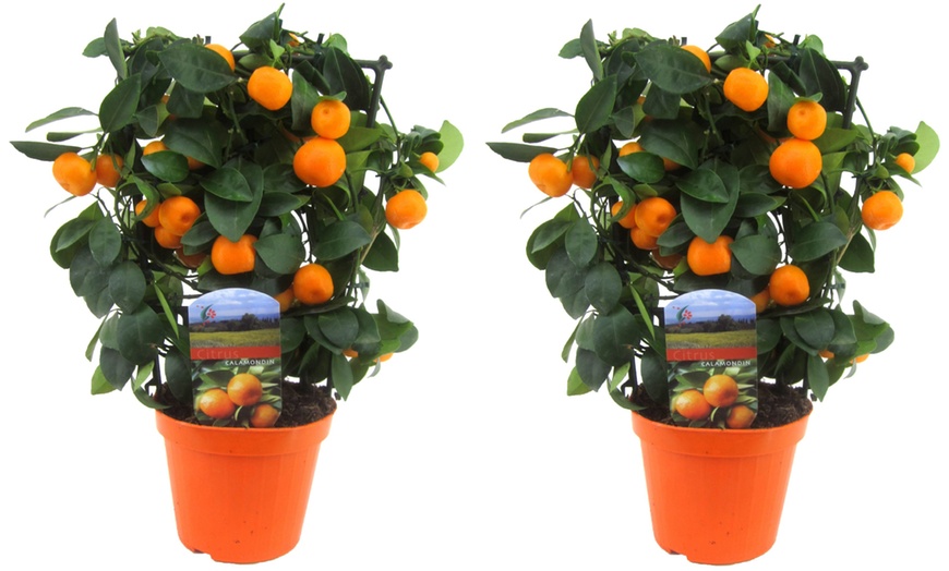 Image 4: Citrus Calamondin