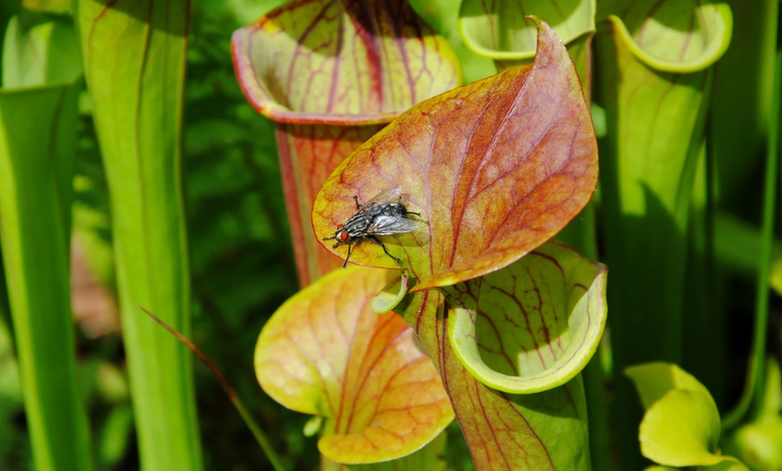 Image 5: Set van 3 verschillende vleesetende planten