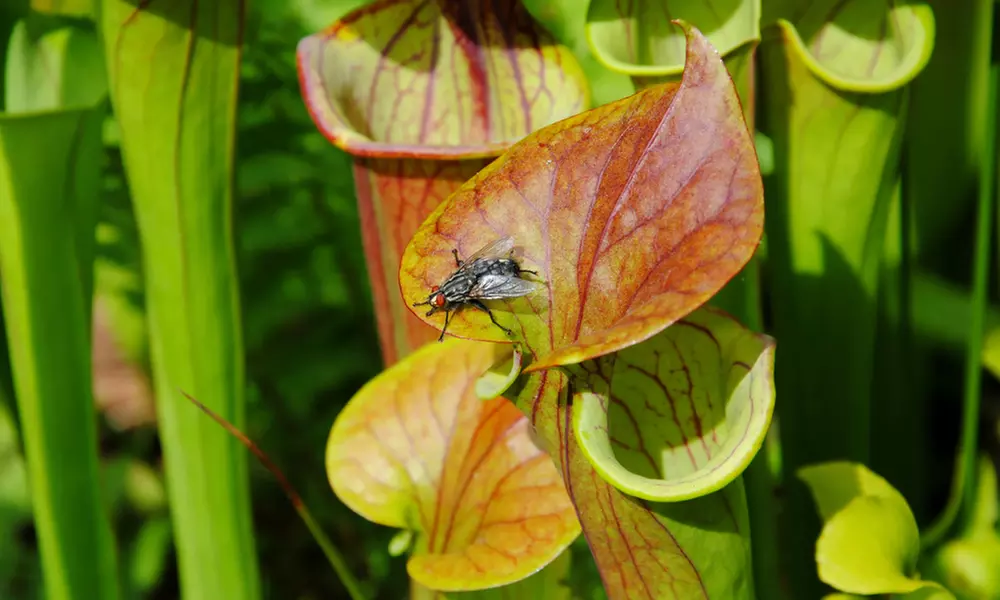 Set van 3 verschillende vleesetende planten - Image 5