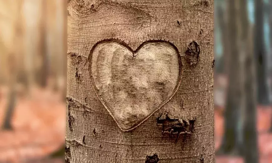 Baum mit Widmung pflanzen opt. am Jahres- bzw. Wunschtag