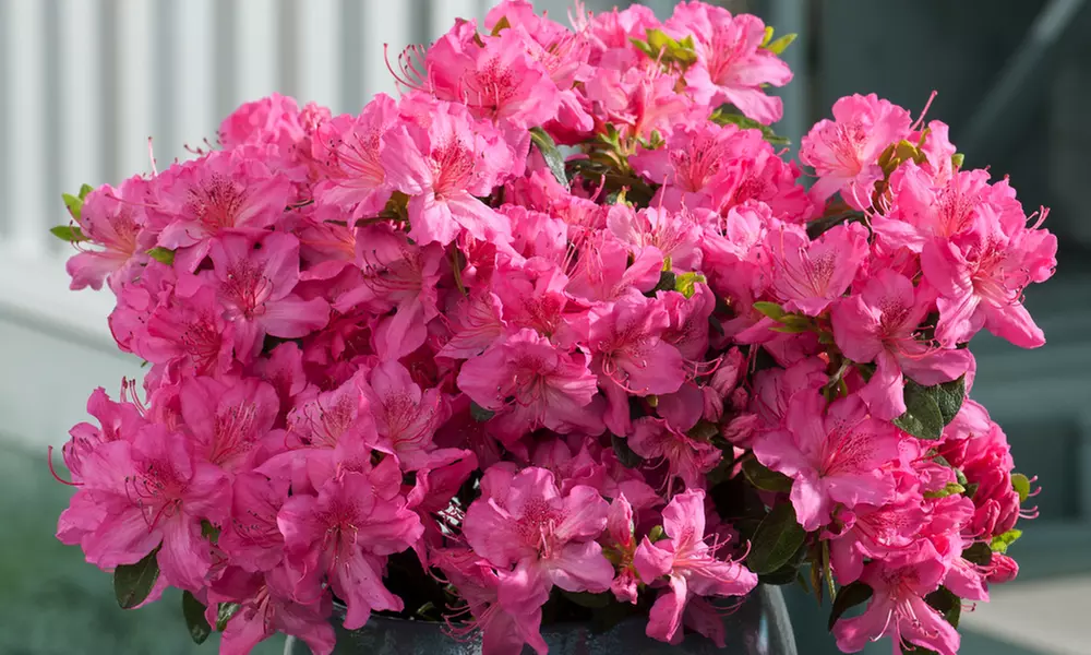 OH2 3er-. 4er- oder 8er-Set Azaleen mit den Blüten in der Farbe nach Wahl - Primary Image