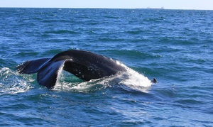 Three-Hour Whale Watching Cruise