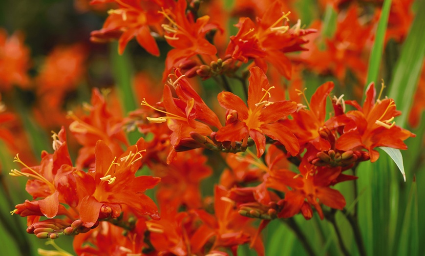 Image 4: 5 or 10 Crocosmia Spitfire Bulbs