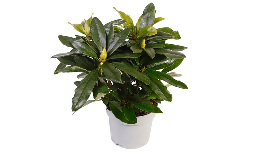Image 3: Rhododendron Hybrid Lilac