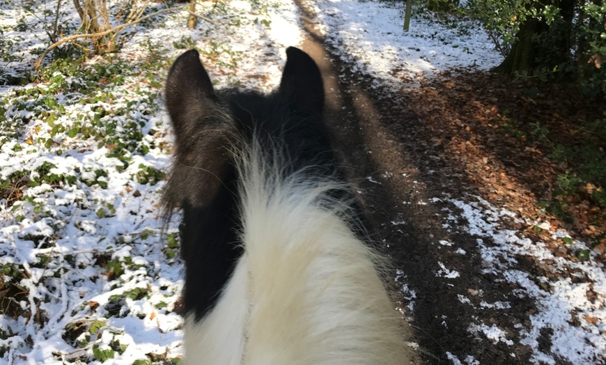 Image 3: Individual or Group Horse Riding