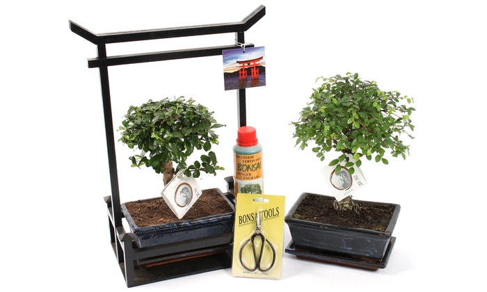 Bis zu 58 Rabatt Bonsai StarterSet Groupon