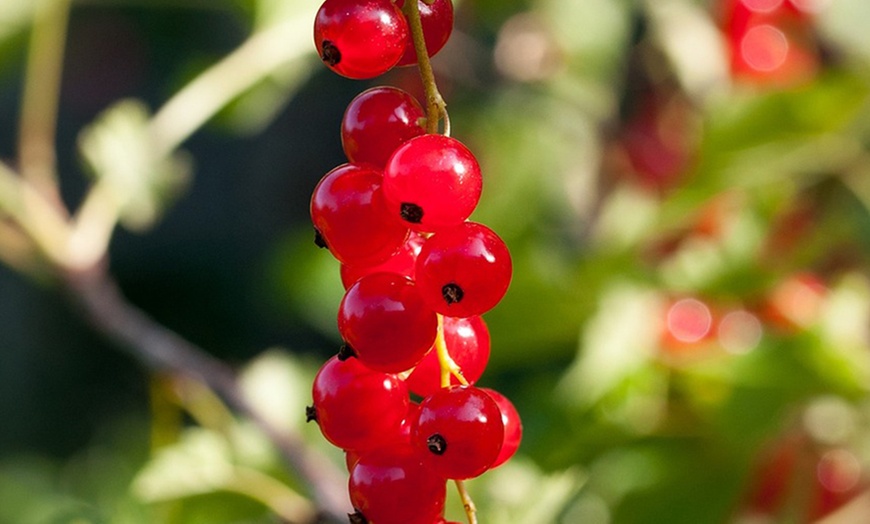 Image 8: 1, 2 of 4 bramen-, frambozen- of bessenplanten