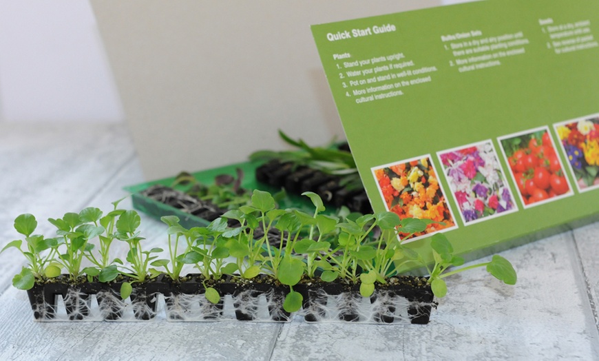 Image 2: 5, 10 or 20 Petunia 'Surfinia Star Burgundy' Plants