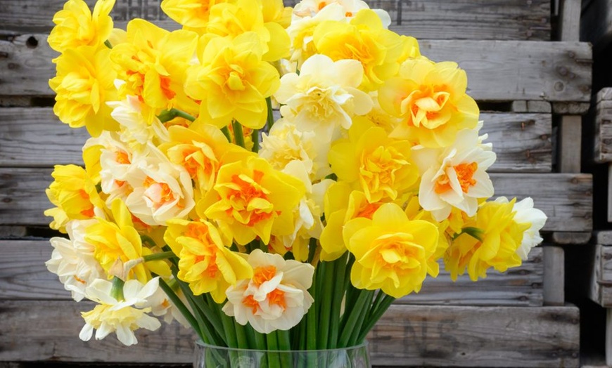 Image 2: Up to 40 Bulbs of Mixed Daffodil Double Classic Collection