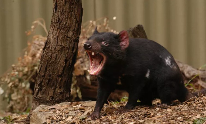 Image 3: One Child, Adult or Family Pass at Ballarat Wildlife Park