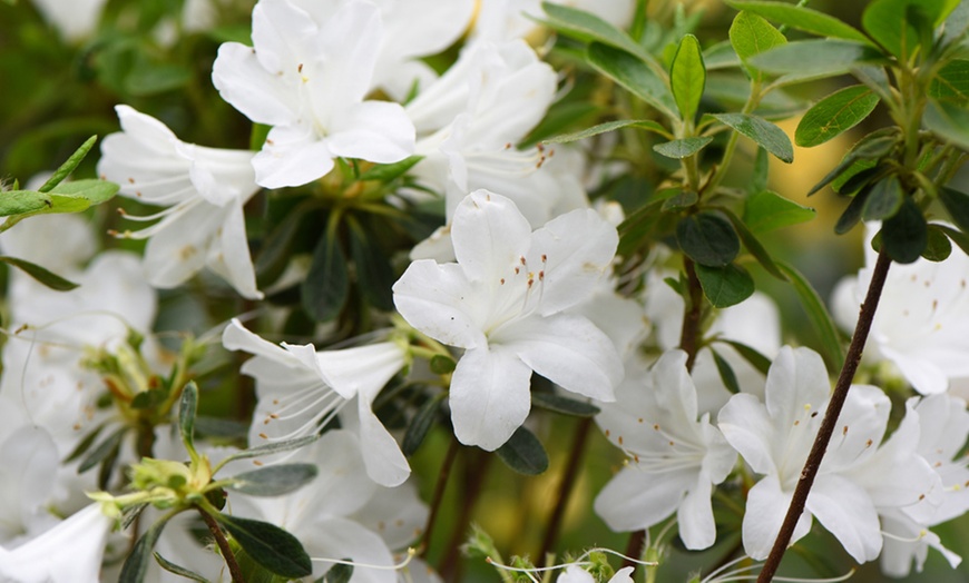 Image 1: Azalea Plant