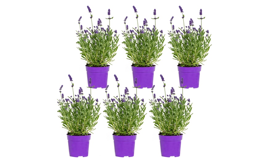 Image 7: 3er oder 6er set XL Lavendel Pflanzen