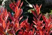 Set van 2, 4 of 6 Photinia 'Red Robin' planten - Image 3