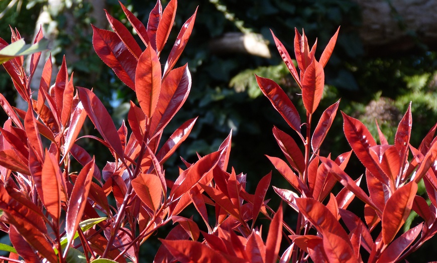 Image 3: Set van 2, 4 of 6 Photinia 'Red Robin' planten