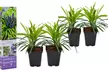 Lote de 4 u 8 plantas Liriope Muscari - Hierba de los lirios - Second Medium