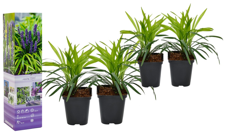 Image 2: Lote de 4 plantas Liriope Muscari