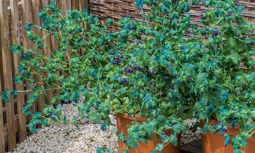 Image 3: Six Plug Plants of Cerinthe Major Purpurescens