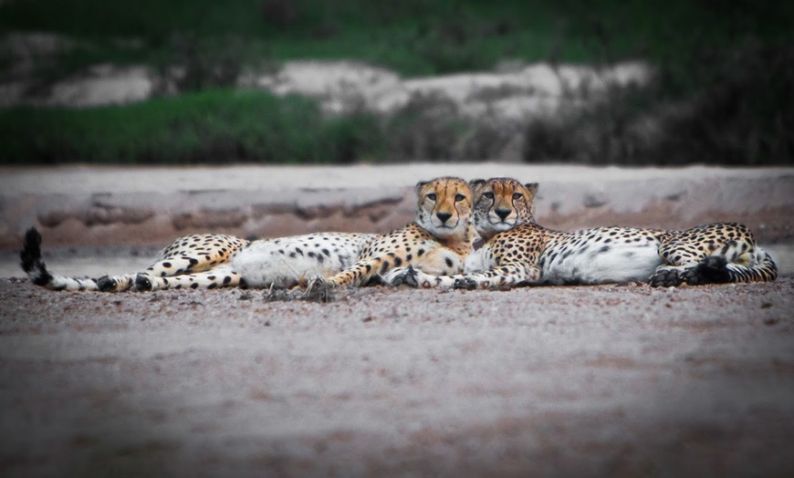 Image 9: South Africa: Up to 7-Night Experience