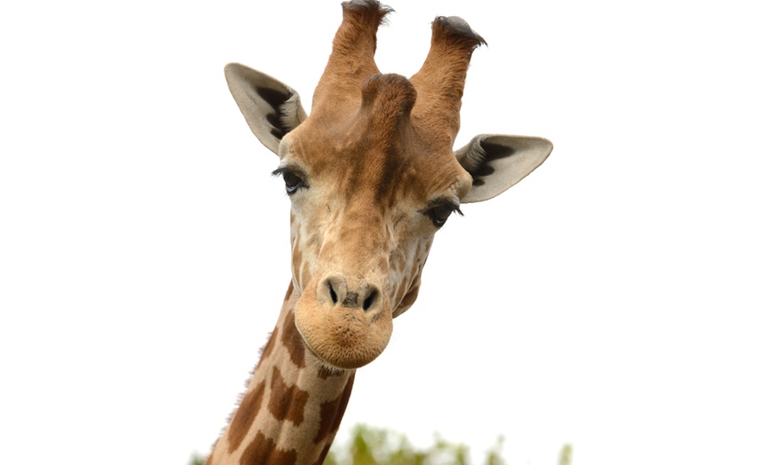 Image 9: Plongez dans la faune et la flore luxuriante du Zoo de Maubeuge