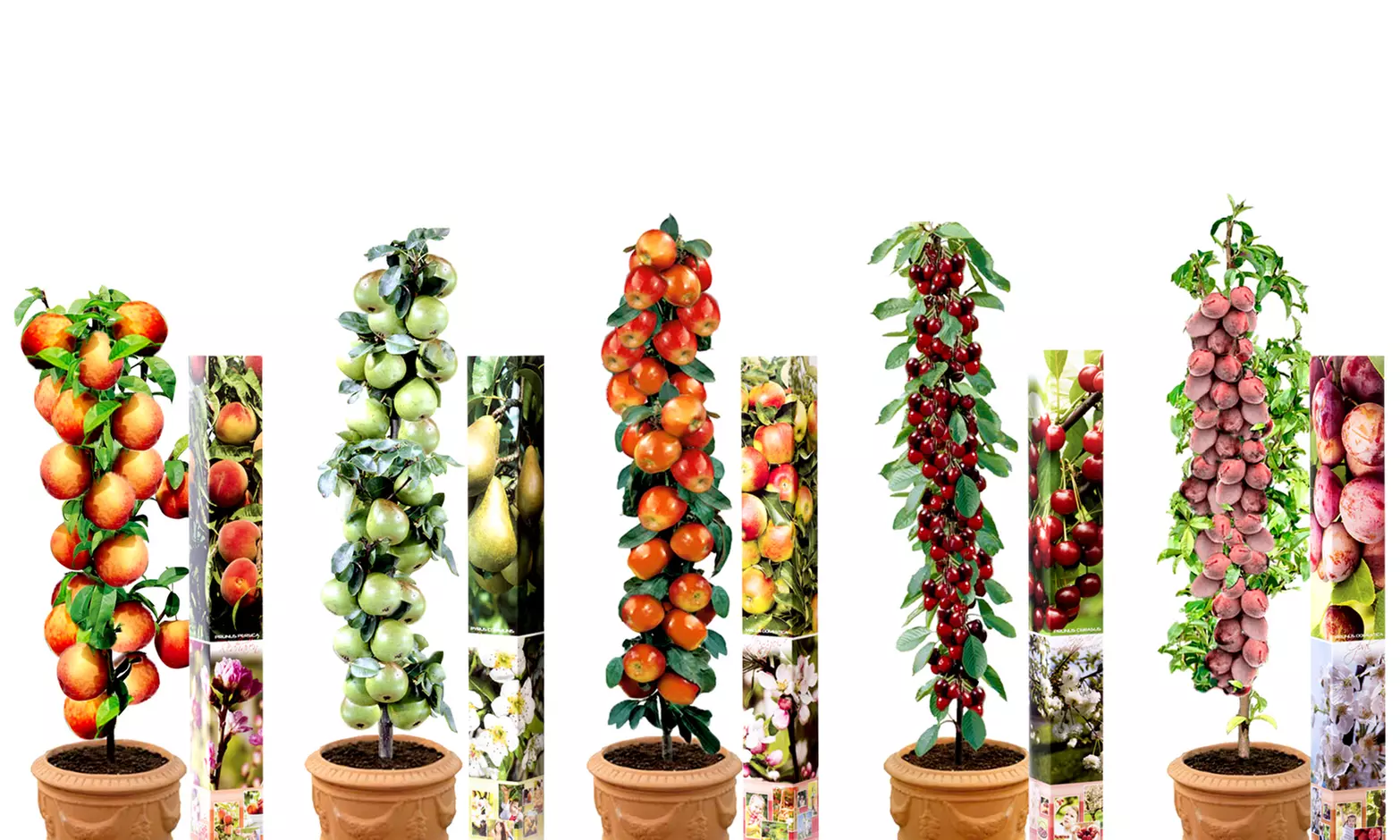 3x, 5x oder 10x OH2 Obstbaum-Mix