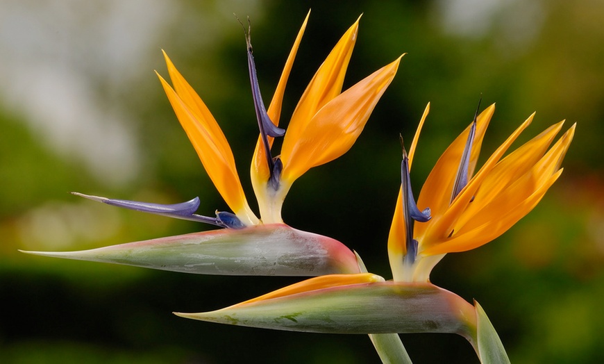 Image 2: 3er- oder 6er-Set Paradiesvogelblumen