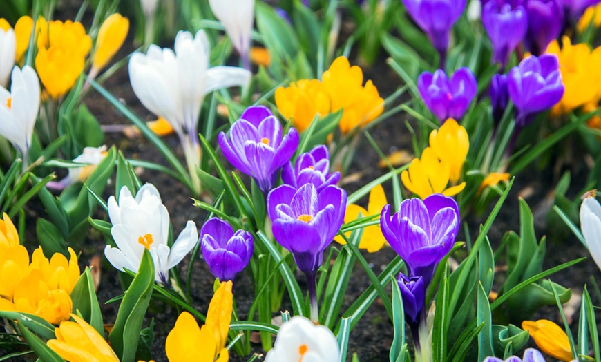 Image 3: 50 Crocus Botanical Mix Bulbs