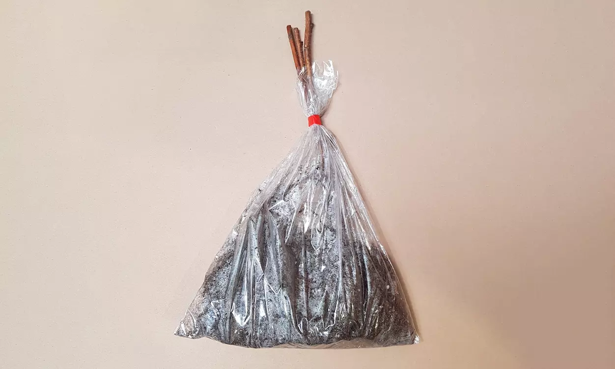 3, 6 et 12 mûriers Triple Crown, 60 cm à la livraison avec racine - Second Medium