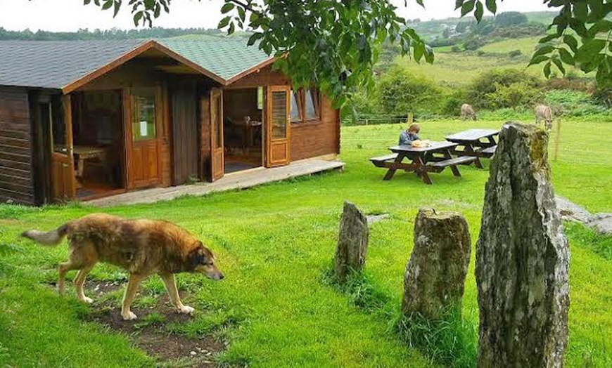 Image 2: Alpaca Farm In Cork