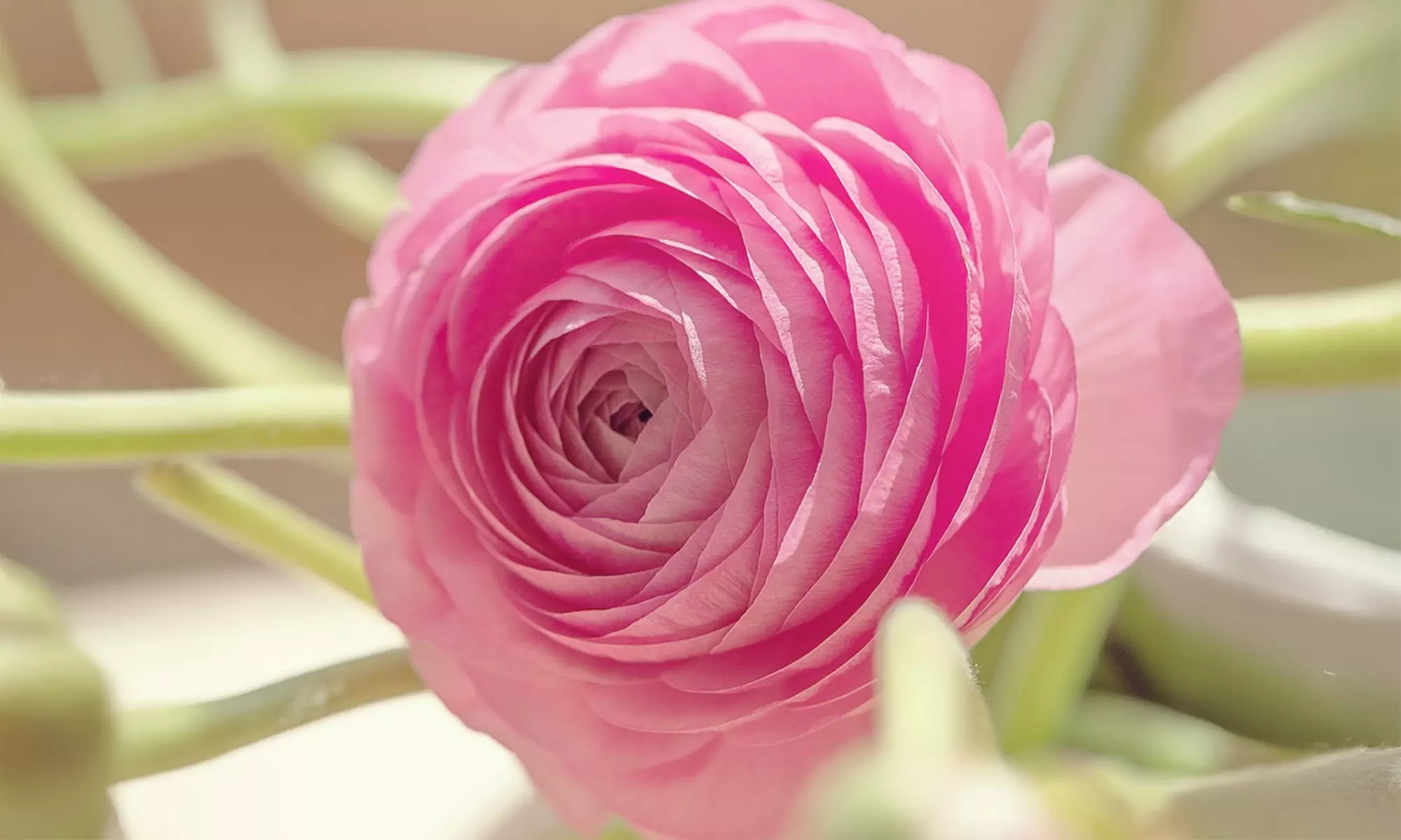 40x Ranunkel Pastel Blumenzwiebel-Mix