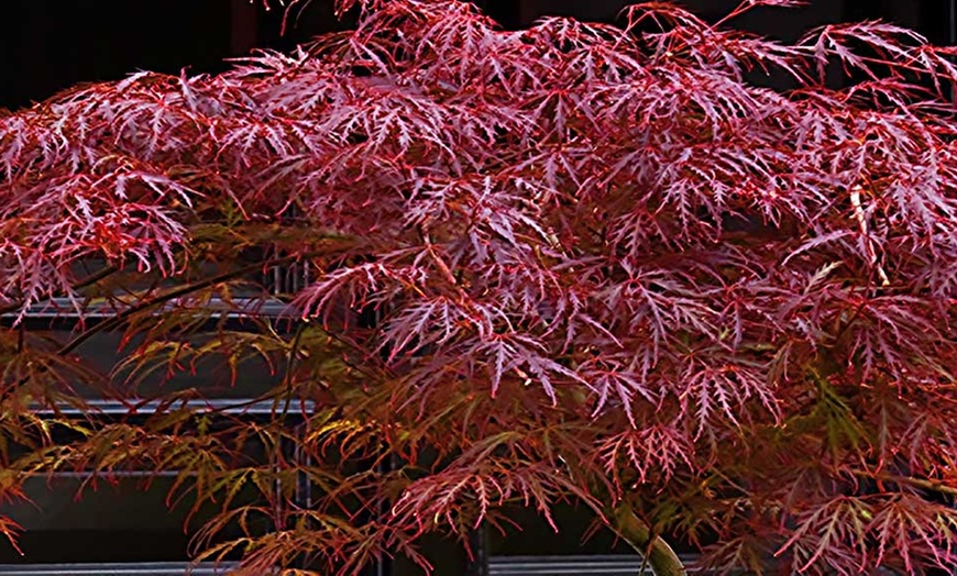 Image 2: Japanese Maple Collection