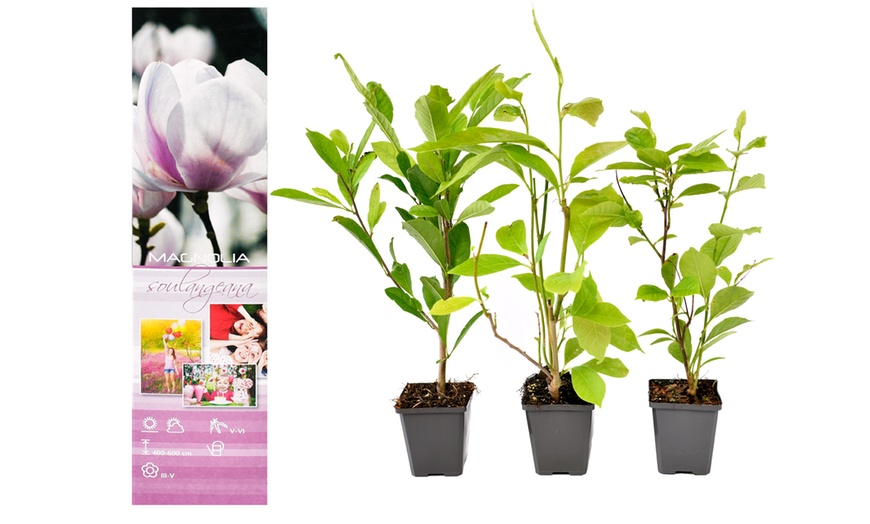 Image 15: Set de plantas de Magnolia