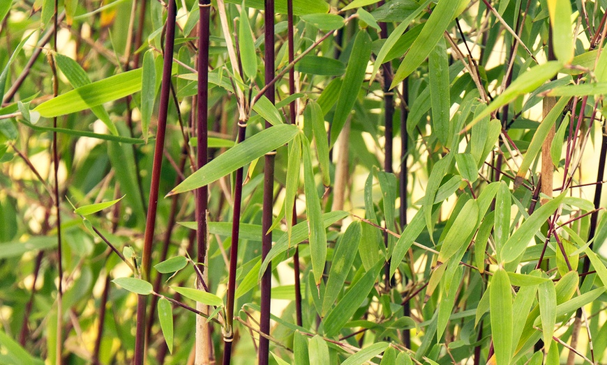 Image 2: Three Red Bamboo Plants 