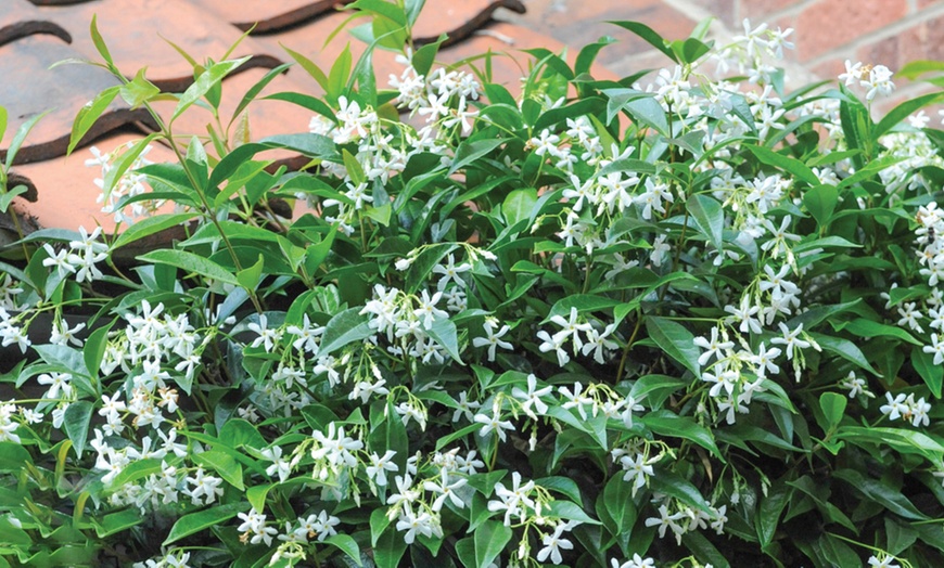 Image 1: Fragrant Jasmine Plant