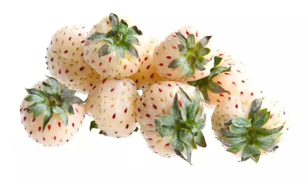 5 or 10 White Strawberry Snow White Plants