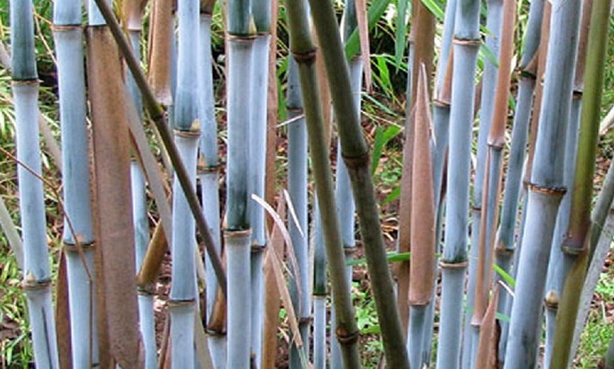 Image 4: Clumping Blue Bamboo Plant