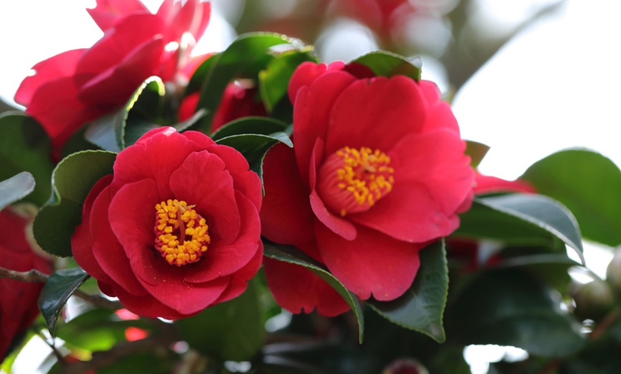 Image 1: One or Three Hardy Camellia Potted Plants