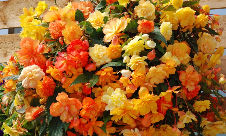 Image 1: One or Two Begonia Apricot Shades Preplanted Hanging Baskets