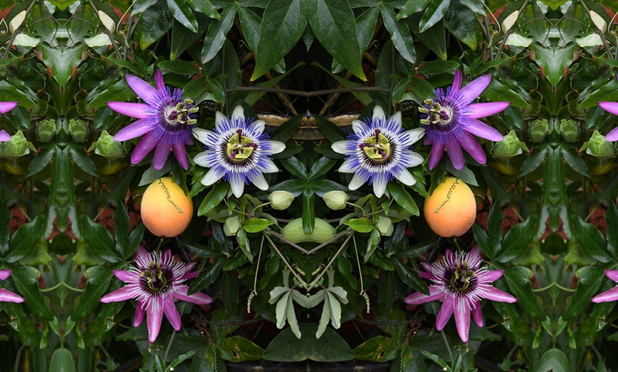 Image 8: Passion Flower Collection 3 Varieties - 1 or 3 Potted Plants
