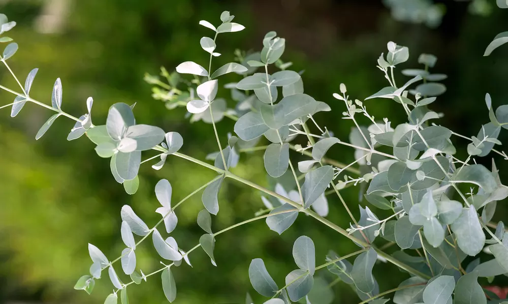 Eucalyptus Gunni - Image 4