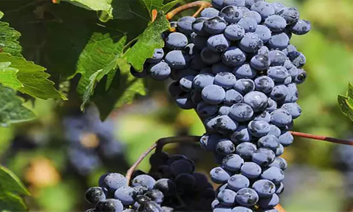 Viticultura, enología y cata para 1 o 2 en Bodega J Miquel Jane